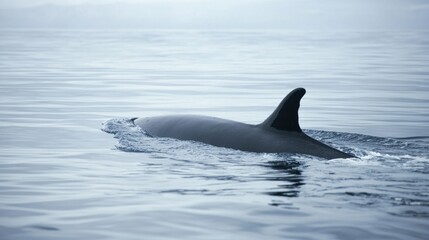 Obraz premium A fin whale swimming alongside a boat, with its dorsal fin visible.