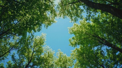 Fototapeta premium A forest scene from the ground, looking straight up at a canopy of green leaves and blue sky.