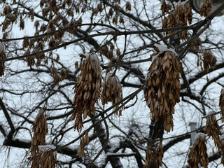 Branches covered with a layer of snow. The park area.