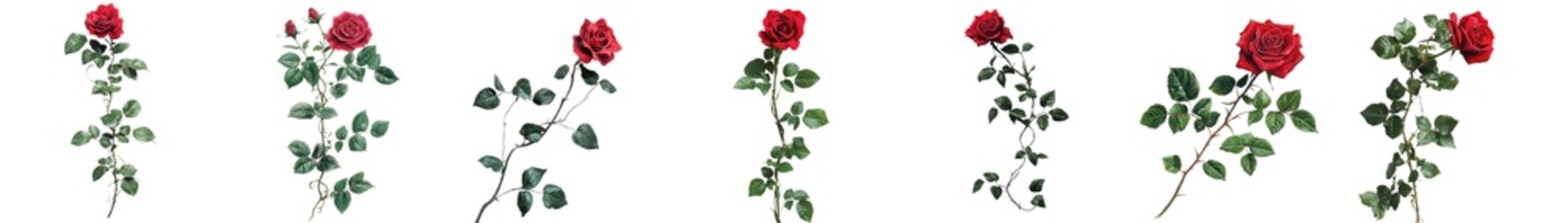 Red Rose Stems Floral Clipping Paths Botanical Illustrations Nature Photography