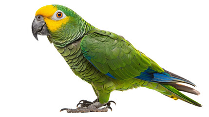 Obraz premium Thoughtful Parrot in Exploration on transparent background PNG.