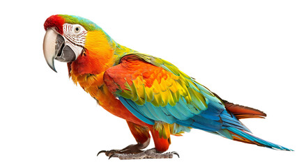 Obraz premium Lively Parrot with a Playful Spirit on transparent background PNG.