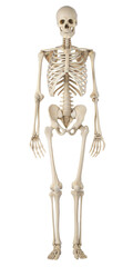 human skeleton front view isolated on white