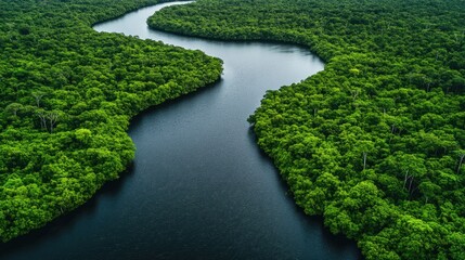 Aerial view of a winding river cutting through lush green rainforest. Illustrates the beauty and importance of preserving natural ecosystems.