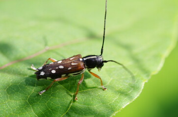 Naklejka premium シラホシカミキリ