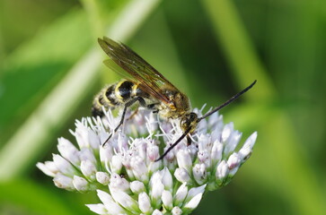 ツチバチとヒヨドリバナ