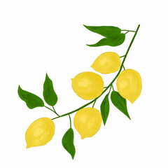 lemon tree branch with leaves. hand drawn fresh lemon illustration. yellow lemon vector for print, element, sticker, etc.
