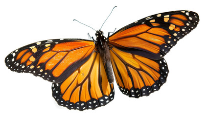 Fototapeta premium single monarch butterfly with open wings