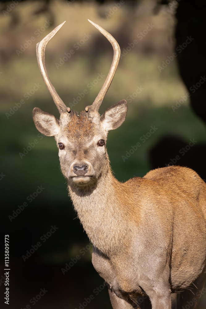 Poster a portrait of a young red deer stag with just one tine. he is staring directly at the camera and mak