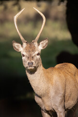 a portrait of a young red deer stag with just one tine. He is staring directly at the camera and makes a ideal full page or magazine cover