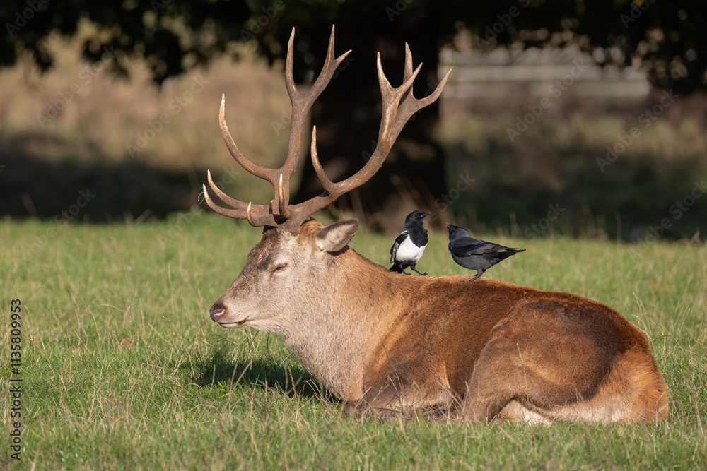Poster a close up of a large red deer stag as he lies asleep on the grass in the sunshine. on his back is a