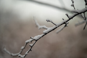 Snow-Covered Thorny Branch in Winter Serenity, Close-Up of Frozen Twigs Against a Soft Blurred Background