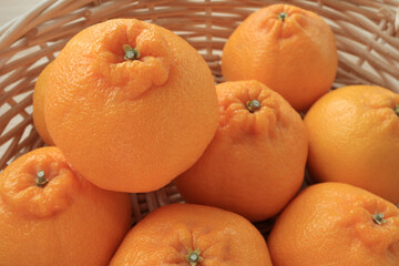 新鮮なデコポン