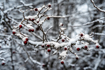 Wild Rose Hips in Snow &ndash; Red Fruits on Frosty Branches in a Winter Landscape