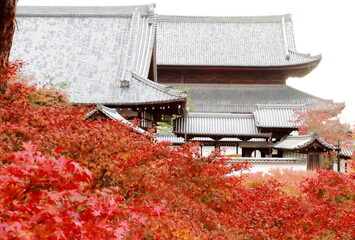 東福寺　色鮮やかな紅葉