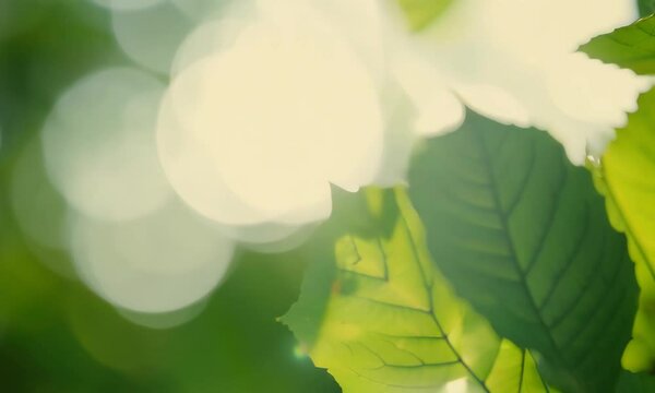 abstract nature fresh green leaf bokeh under the tree background