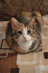 Majestic wide-eyed calico cat sitting on a blanket