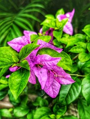 pink and green leaves