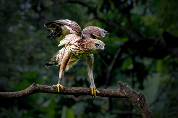 Changeable Hawk-Eagle or Nisaetus cirrhatus