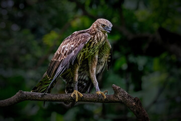 Changeable Hawk-Eagle or Nisaetus cirrhatus