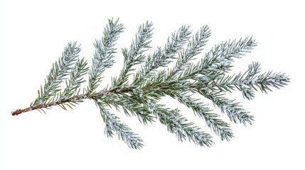 Close-up of frosted evergreen