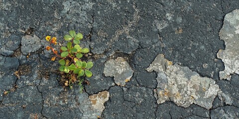 A small flower growing through cracks in asphalt, symbolizing resilience.