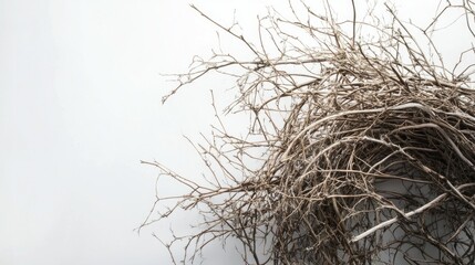 Dry Twigs and Branches Arranged Artfully on a Light Background, Showcasing Natural Textures and Organic Forms for Creative Photography and Design Projects
