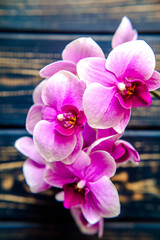 A branch of purple orchids on a brown wooden background

