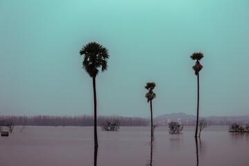 Palm trees reflect on the surface of water with fog