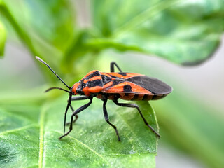 Close up of seed bugs (Spilostethus pandurus)