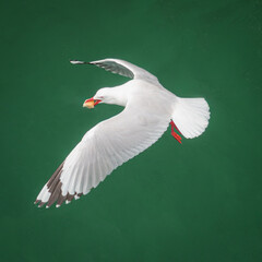 Red billed gull on the water