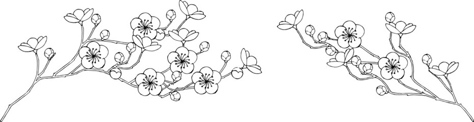 梅の花の線画イラスト