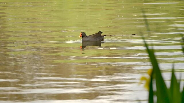 Black bird on the water