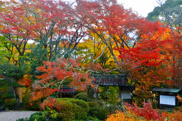 Naklejka premium 秋の大願寺（奈良県・宇陀市）