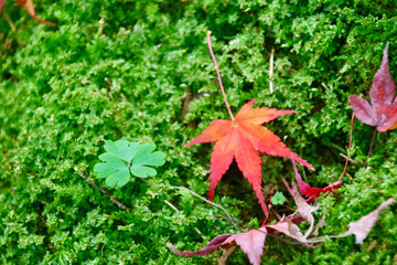 秋の大願寺（奈良県・宇陀市）