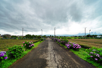 あじさいが彩る田舎道と広がる田園風景