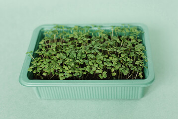 Tray of seedlings arugula on green table. Concept of growth and potential