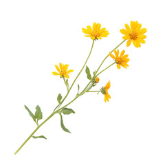 Yellow flower isolated on transparent background, cutout