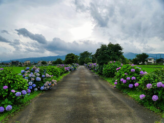 あじさいが彩る田舎道と広がる田園風景