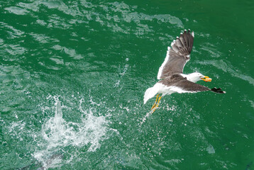 seagull in flight