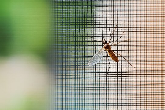 Close-up view of a mosquito on an insect net wire screen.