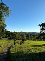 Obraz premium Horse in nature 