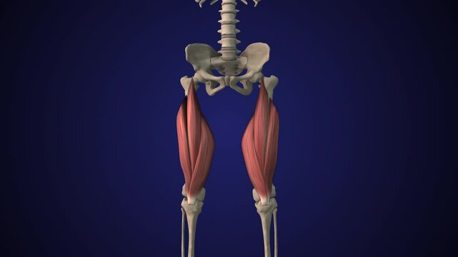 Female skeletal anatomy of the quadriceps femoris muscle