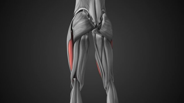 Female anatomy of the quadriceps femoris muscle