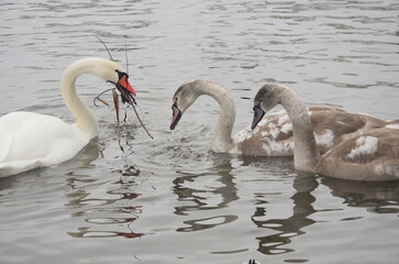 The process of training adult chicks in white swans.