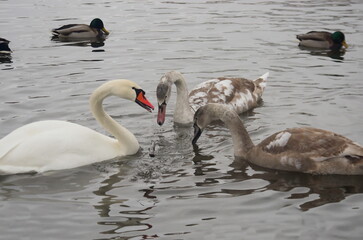 The process of training adult chicks in white swans.