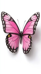 Obraz premium Pink Butterfly Wings Insect Nature Wildlife Beauty Close up Macro Detailed Isolate