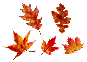 Beautiful watercolor autumn leaves set with colorful shades of orange, red, brown, and yellow on isolated white background. For fall autumn season concept, pattern, and decorative element.