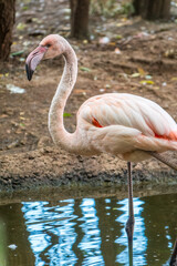 The greater flamingo, Phoenicopterus roseus, standing in water on lake shore.