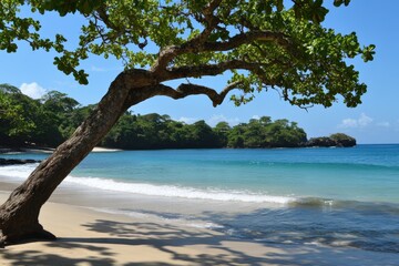 tree on the beach